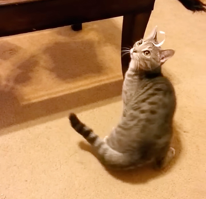 頭の上にシールが取れない猫