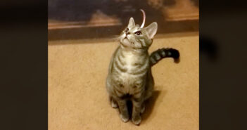 オロオロ… 頭の上にシールがくっついちゃった猫さん。何とかして取ろうと頑張る姿が妙に面白かった ( *´艸`) 頭の上にテープがくっついた猫