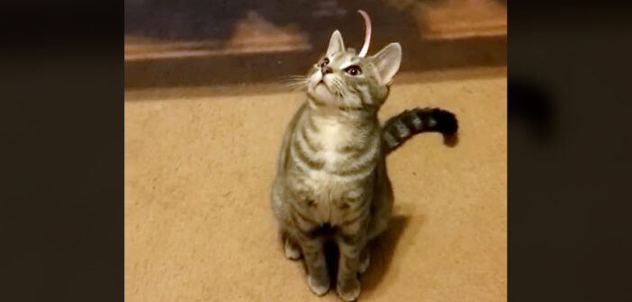 頭の上にテープがくっついた猫