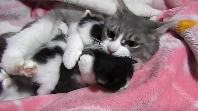 子猫をぎゅっとする母猫