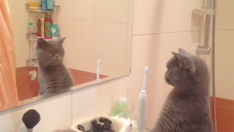 自分の姿を鏡で見つめる猫