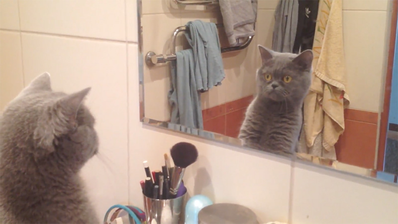 自分の姿を鏡で見つめる猫