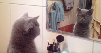 鏡に映る自分を気にする猫