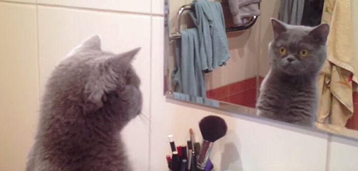 鏡に映る自分を気にする猫