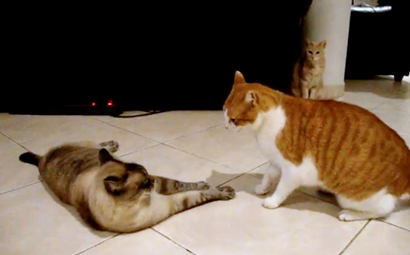 同居猫達の喧嘩が気になる猫