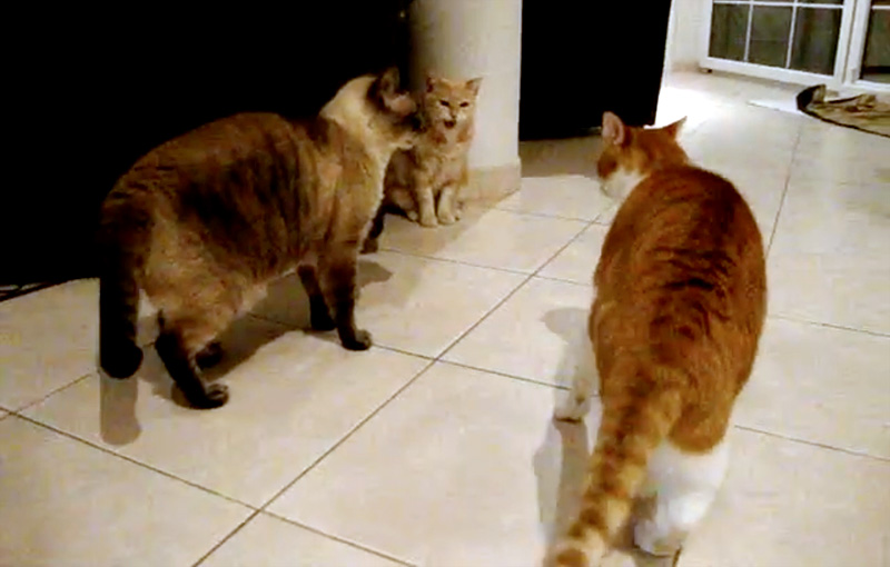 喧嘩の仲裁に入る猫