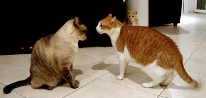 同居猫達の喧嘩が気になる猫