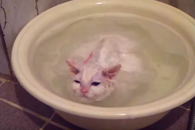 お風呂猫