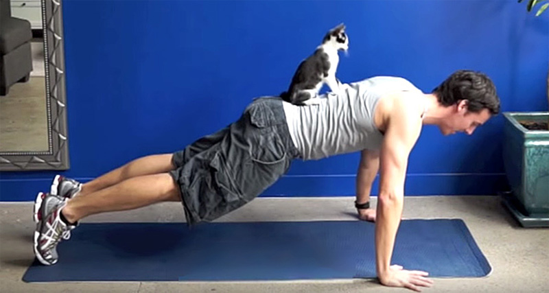 猫トレーニング