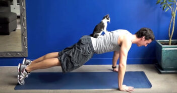 猫と一緒にトレーニング