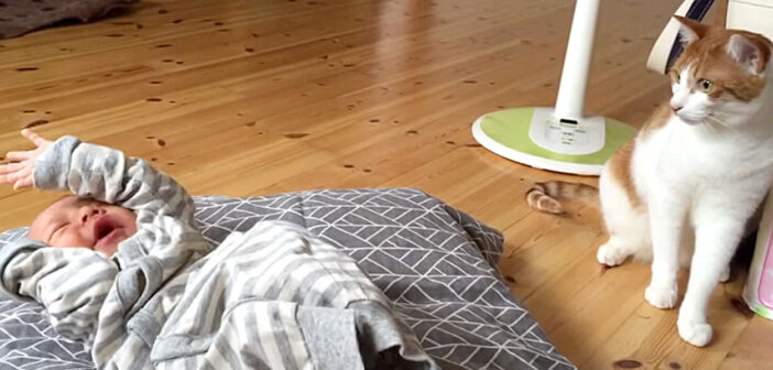 赤ちゃんの様子をうかがう猫