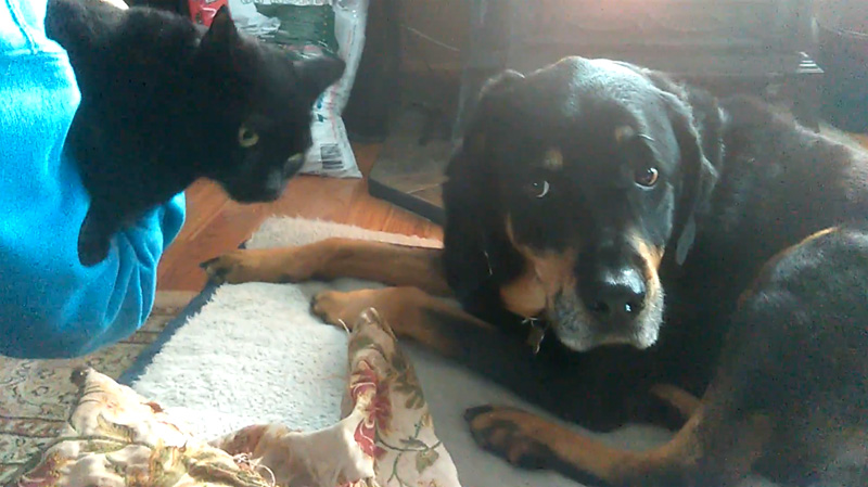 お互いに意識する犬と猫