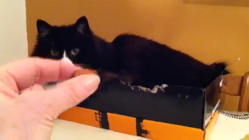 ヘーゼルナッツを観察する猫