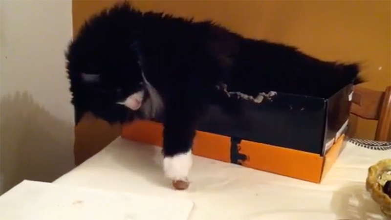 ヘーゼルナッツを触る猫