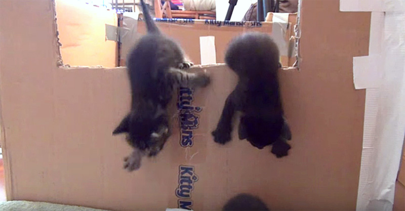 ダンボール箱から脱走する子猫達