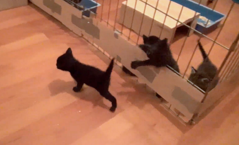 ベビーサークルから脱走する子猫