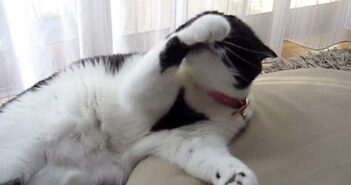 間違った顔の洗い方をする猫