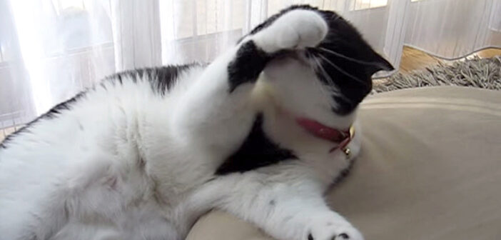 間違った顔の洗い方をする猫