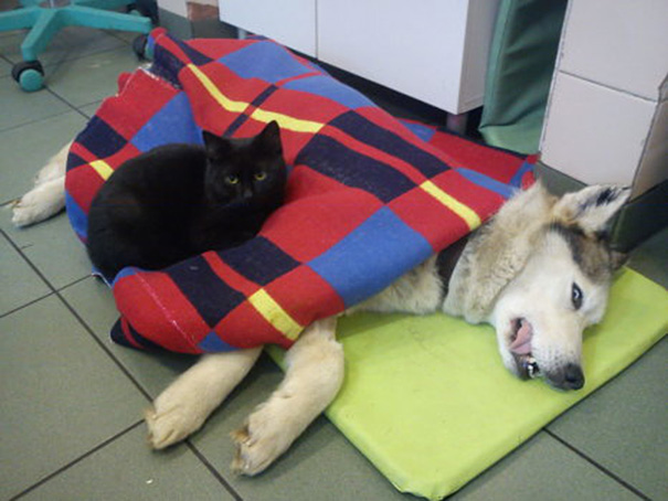 犬を看護する黒猫