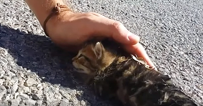 瀕死の子猫に起きた奇跡