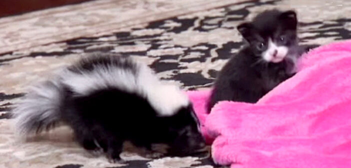 お母さん探しをする保護子猫