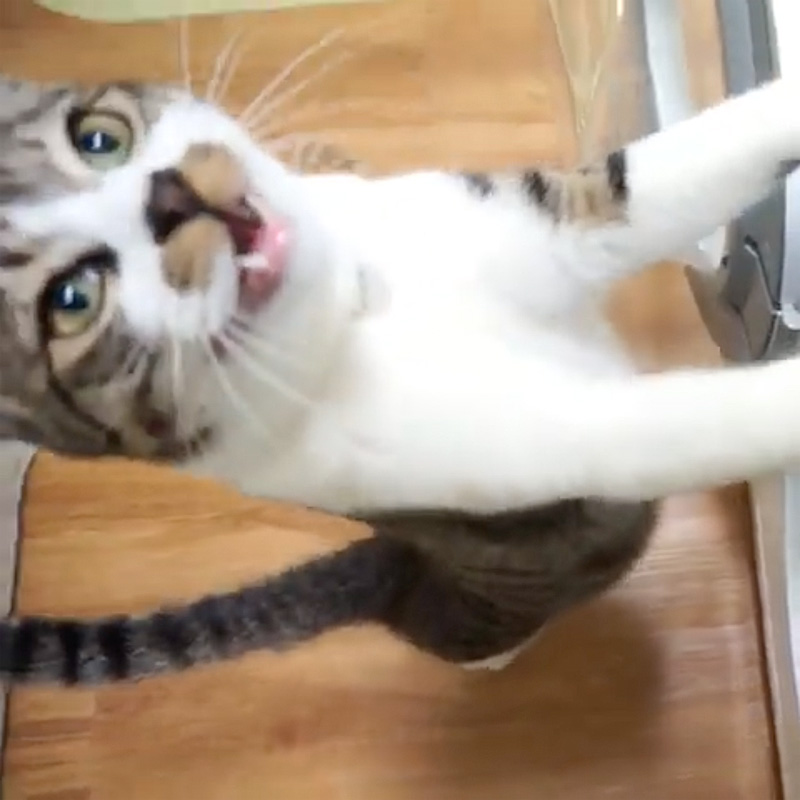 おねだりするおしゃべり猫