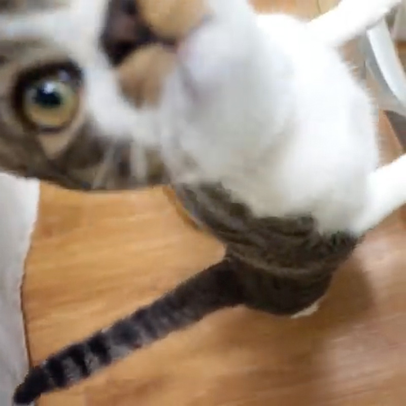 甘えん坊なおねだり猫