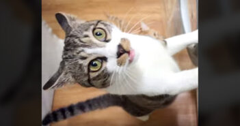 おねだりするおしゃべり猫