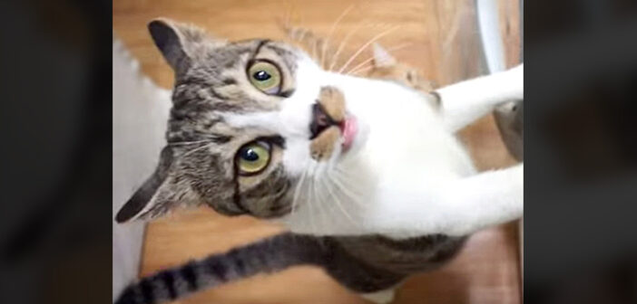 おねだりするおしゃべり猫