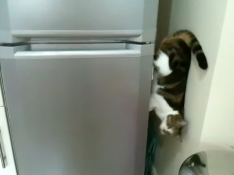 冷蔵庫を降りる猫