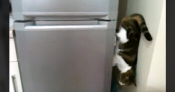 冷蔵庫を降りる猫
