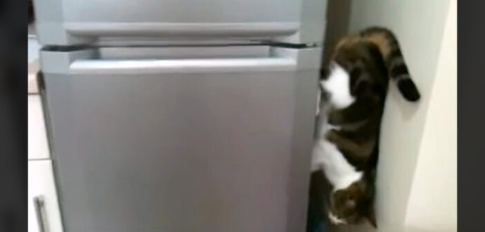 冷蔵庫を降りる猫