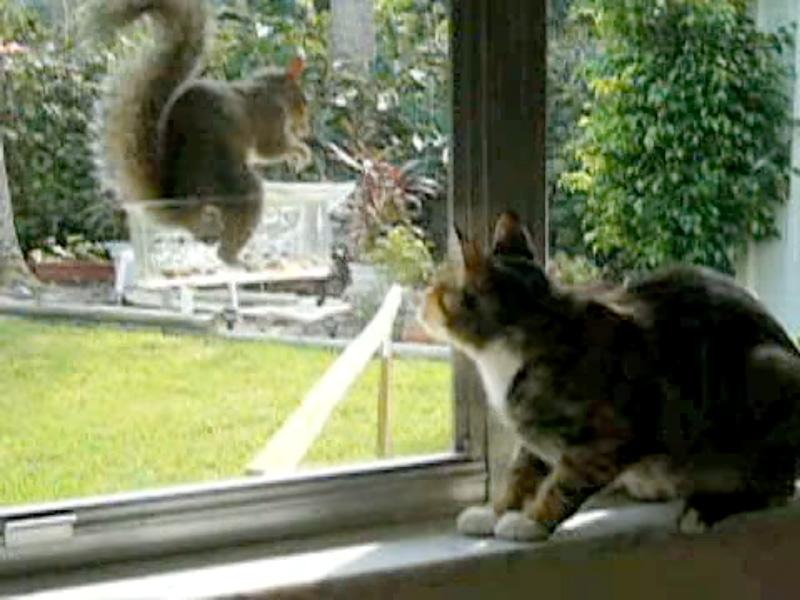 リスのことが気になる猫
