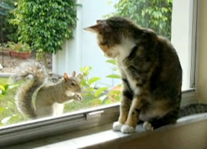 リスト仲良くなりたい猫