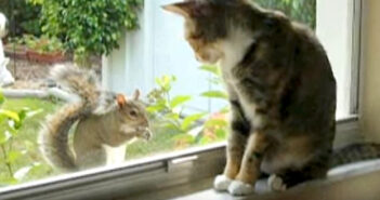 リスと仲良くなっていく猫