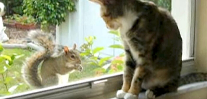 リスと仲良くなっていく猫