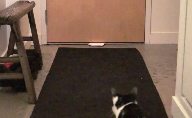 届いた手紙を見つめる猫