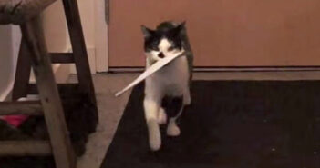 手紙を受け取る猫