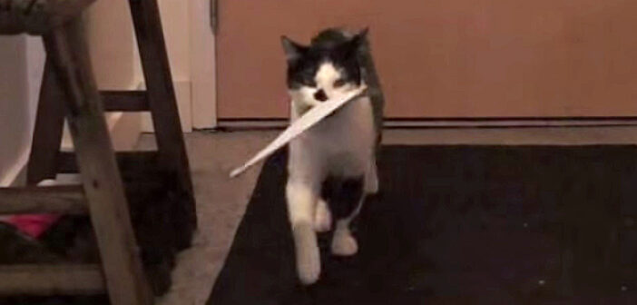 手紙を受け取る猫