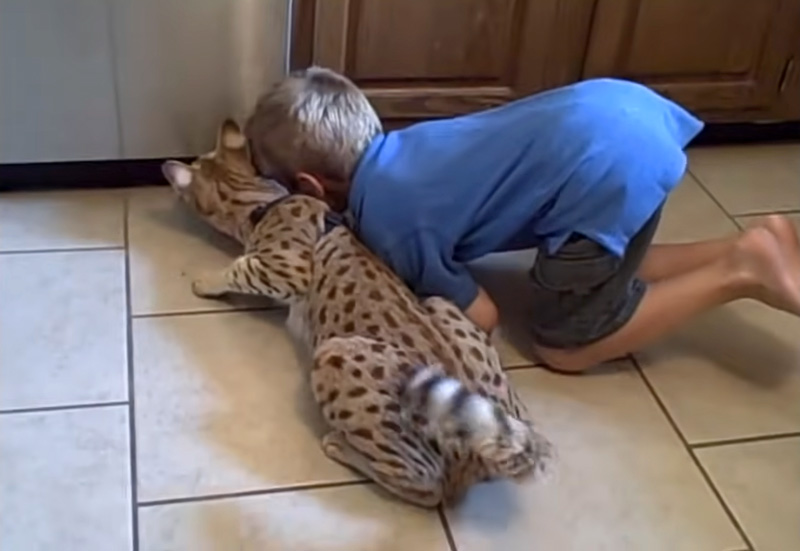 仲良しなサバンナキャットと男の子