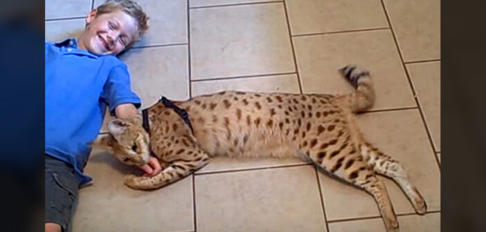 仲良しなサバンナキャットと男の子