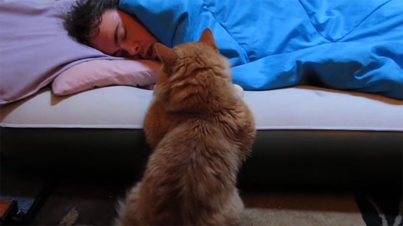 飼い主さんにかまって欲しい猫
