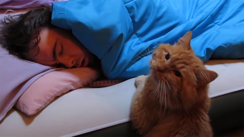 悲しそうな顔をする猫