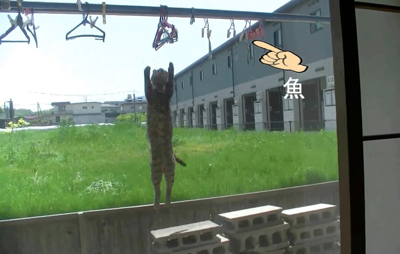 干し魚をゲットしようとする猫