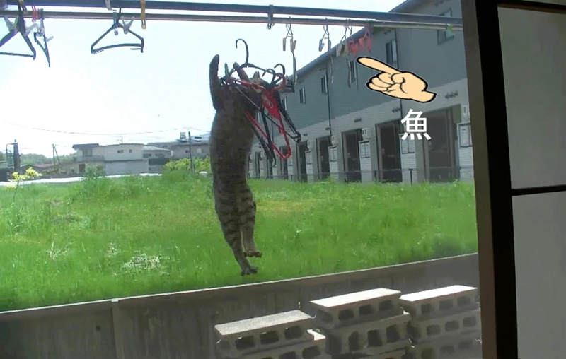 魚じゃなくてハンガーをゲットした猫