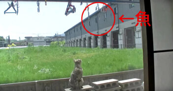 干している魚を狙う猫