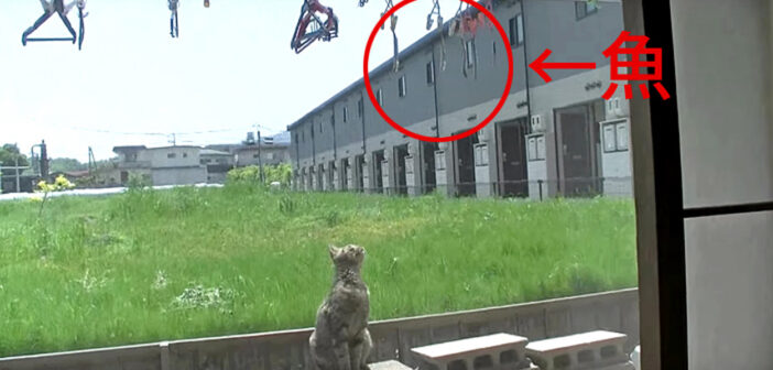 干している魚を狙う猫