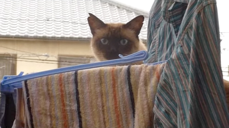 2階のベランダに侵入した猫