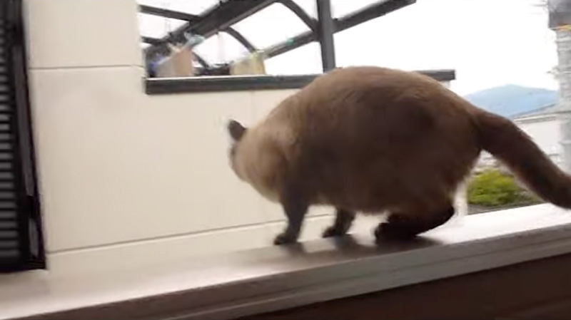 ベランダに飛び移ろうとする猫