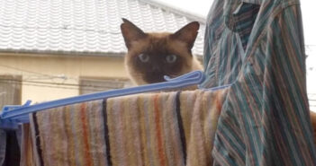 2階のベランダに侵入した猫